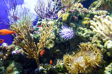 Underwater coral reef in deep water