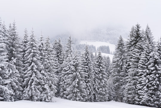 Fototapeta winter forest snow