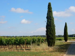 campagna toscana