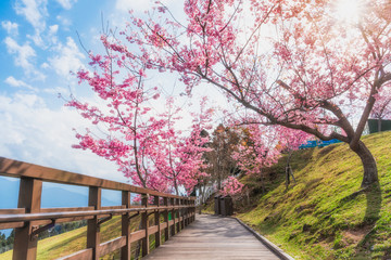 Fototapeta na wymiar Sakura, Cherry blossoms flower, Garden walk way with beautiful pink sukura full blooming branch tree background with sunny day in spring season, Thaiwan