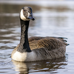 Kanadagans / Canada Goose