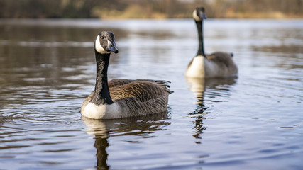 Kanadagans / Canada Goose