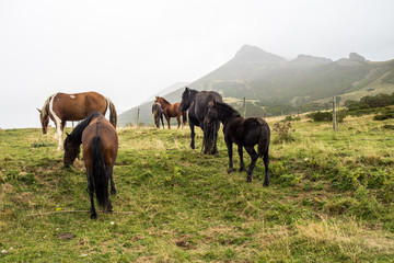Spanien - Kantabrien - Pferde in den Picos de Europa