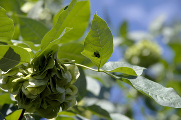 On a green leaf sits a black fly