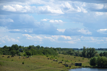 Obraz premium Rural summer landscape.