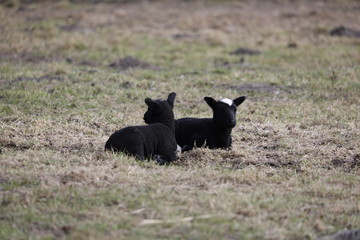 Schwarze Lämmer