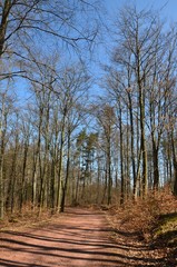 Waldweg im sonnigen Frühling April mit Himmelblau