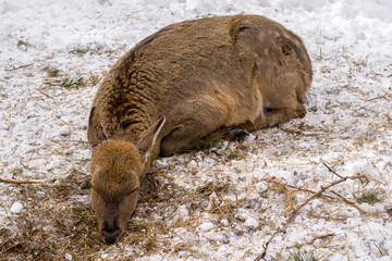 Cervus nippon. Spotted deer sleeping, lying on the snow in winter
