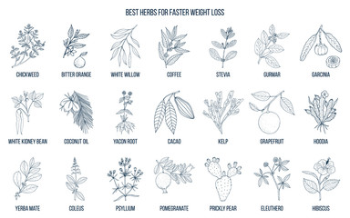Best natural herbs for fast weight loss