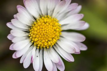 White daisy flower in bloom macro still with pink petal edges