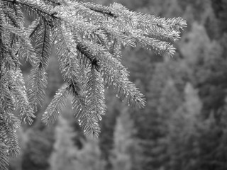 Fir tree branches dripping water drops against green background in a rainy day . Black and white photo