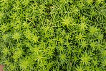 Textured green small tree background