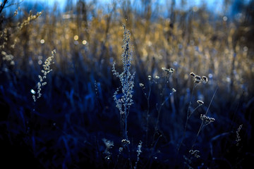 Dry and branches of grass in the spring early morning on a forest glade on a blurred background in a blue haze.