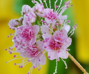 Nature-Jeweler/Tiny droplets of dew and rain adorn the pink inflorescence. Looks like a diamond spill. Association-jewelry made by nature. Macrophotography