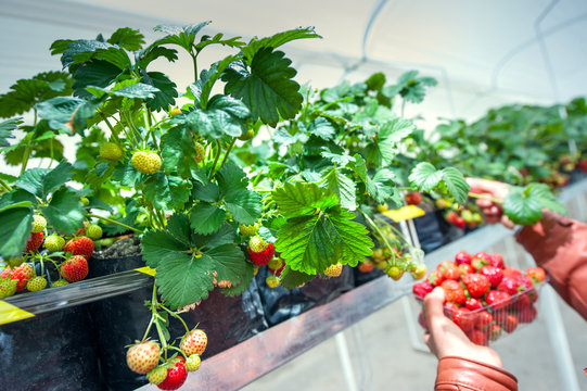 Growing strawberries in a greenhouse. Harvesting.