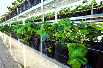 Growing strawberries in a greenhouse. Harvesting.