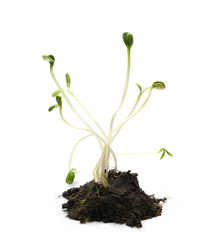 germination of sunflower isolated on white background