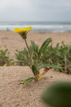 Small colorful flower on the sandy beach