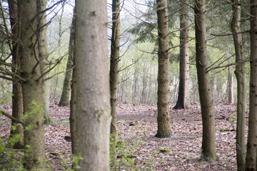 Fototapeta premium Nature