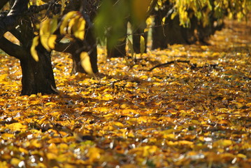 Árboles con las hojas amarillas ocres y verdes, en otoño, 