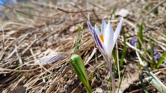 Wild crocus with water drops surrounded by spring pearls on the forest on a lawn on a hillside in the spring sunny day. Light breeze, dynamic scene.