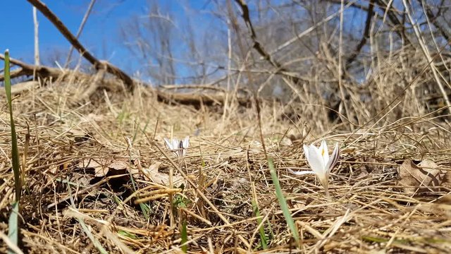 Wild crocus on the forest on a lawn on a hillside in the spring sunny day. Light breeze, dynamic scene.