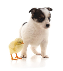 Cute puppy and yellow chicken.