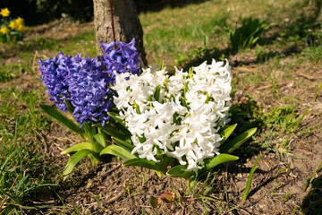 Frühlingsblumen