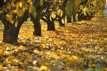 Árboles con las hojas amarillas ocres y verdes, en otoño, 