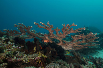 Fototapeta na wymiar Wonderful coral in the Ceram sea, Raja Ampat, West Papua, Indonesia