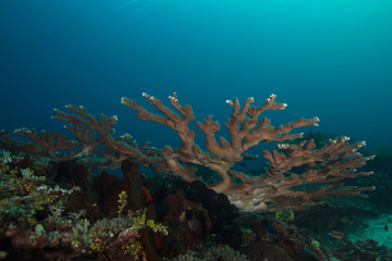 Naklejka na ściany i meble Wonderful coral in the Ceram sea, Raja Ampat, West Papua, Indonesia
