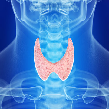 medically accurate illustration of the healthy thyroid gland