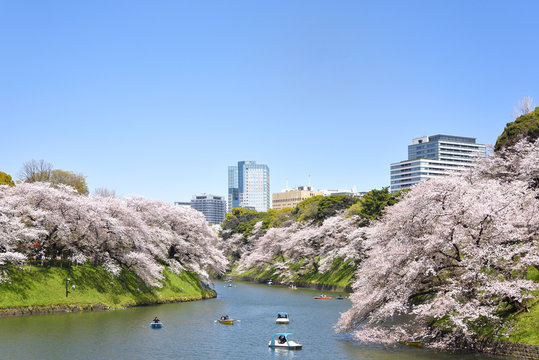 千鳥ヶ淵の桜