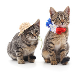 Obraz premium Two cats in hat and flowers.