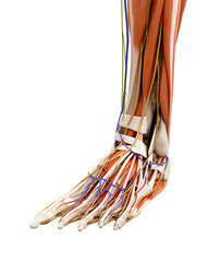 Obraz na płótnie Canvas medically accurate illustration of the human foot anatomy