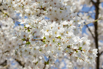 桜と青空