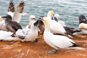 Obraz premium Basstölpel (Morus bassanus oder Sula bassana), Küken bettelt, Kolonie auf Lummenfelsen der Insel Helgoland, Alttiere und Jungtier, Nordsee, Schleswig-Holstein, Deutschland, Europa 