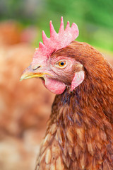 Brown hen