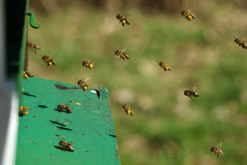 close up of Honey bees with pollen basket which flying in their hive