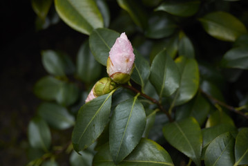 Camellia japonica