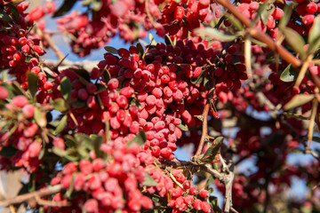 Obraz premium Barberry in Furg, Khorasan, Iran