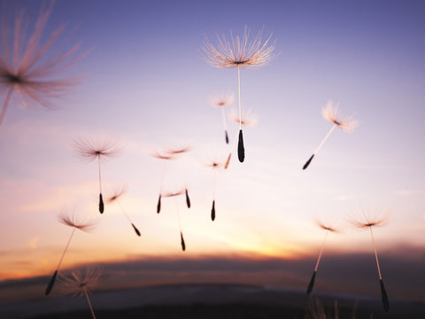 Fototapeta Dandelion seeds in the air