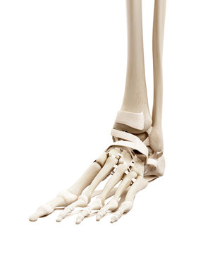 medically accurate illustration of the human skeletal foot