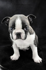 Boston Terrier (similar to French Bulldog) puppy portrait with black background. One of two brothers. Black and white famous american breed.