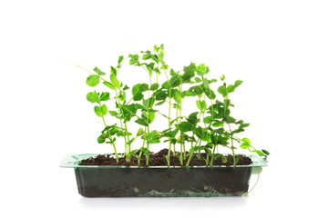 Sweet pea green sprouts in a plastic box isolated on a white background
