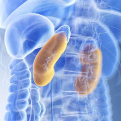 medically accurate illustration of the kidneys