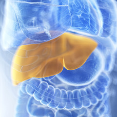 medically accurate illustration of the liver