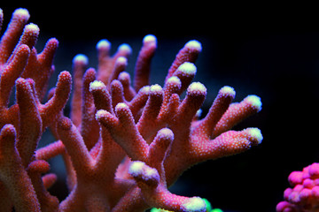 Obraz premium Koral SPS w akwarium rafowym