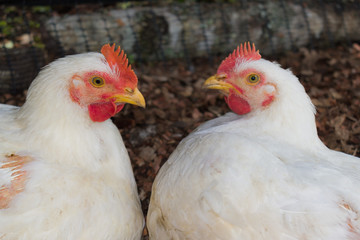 farm chickens