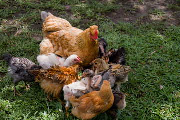 farm chickens